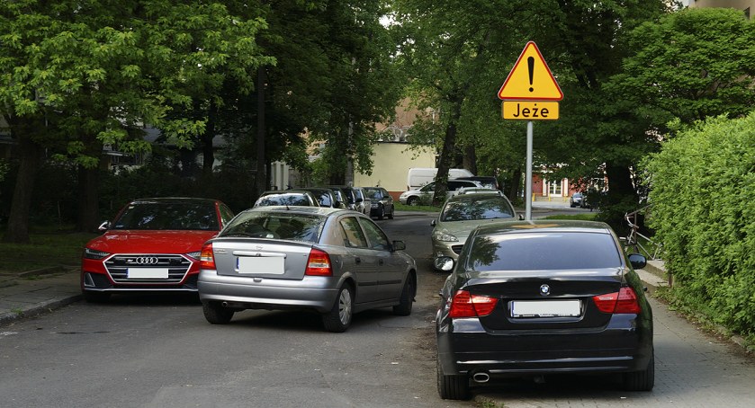 zdjęcie jeże 