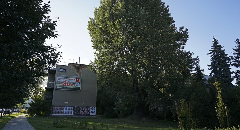 zdjęcie Topola biała 