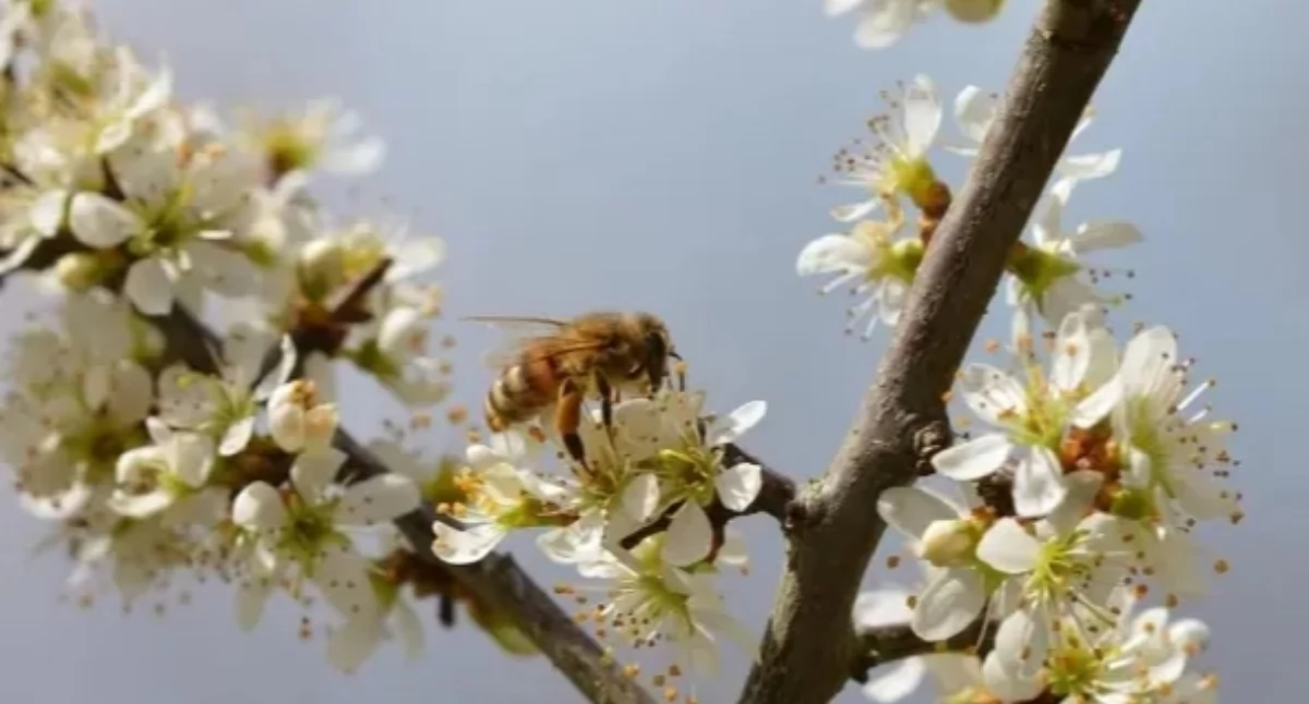 Imprezy plenerowe, MUZYCZNE POWITANIE WIOSNY Pradze Południe! - zdjęcie, fotografia