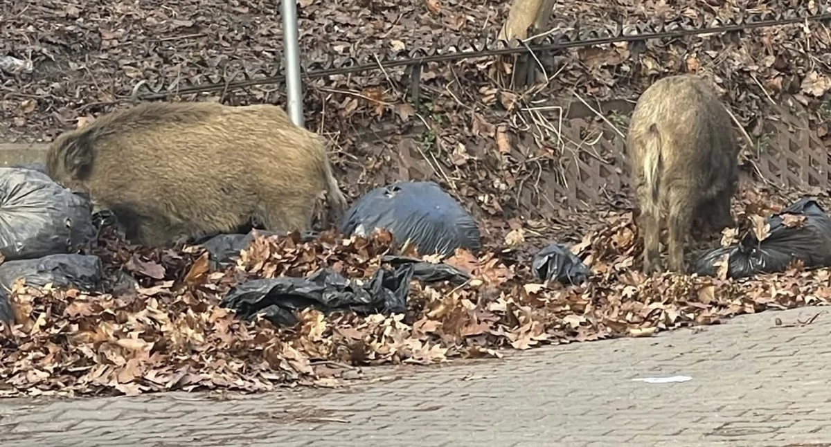 Zwierzęta, WARSZAWA problem DZIKAMI Panoszą Pradze Południe! - zdjęcie, fotografia