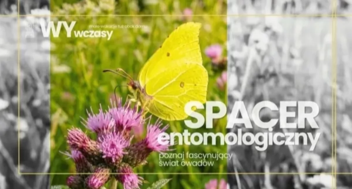 Ciekawe miejsca, ZANURZCIE ŚWIAT OWADÓW Spacer Pradze Południe! - zdjęcie, fotografia