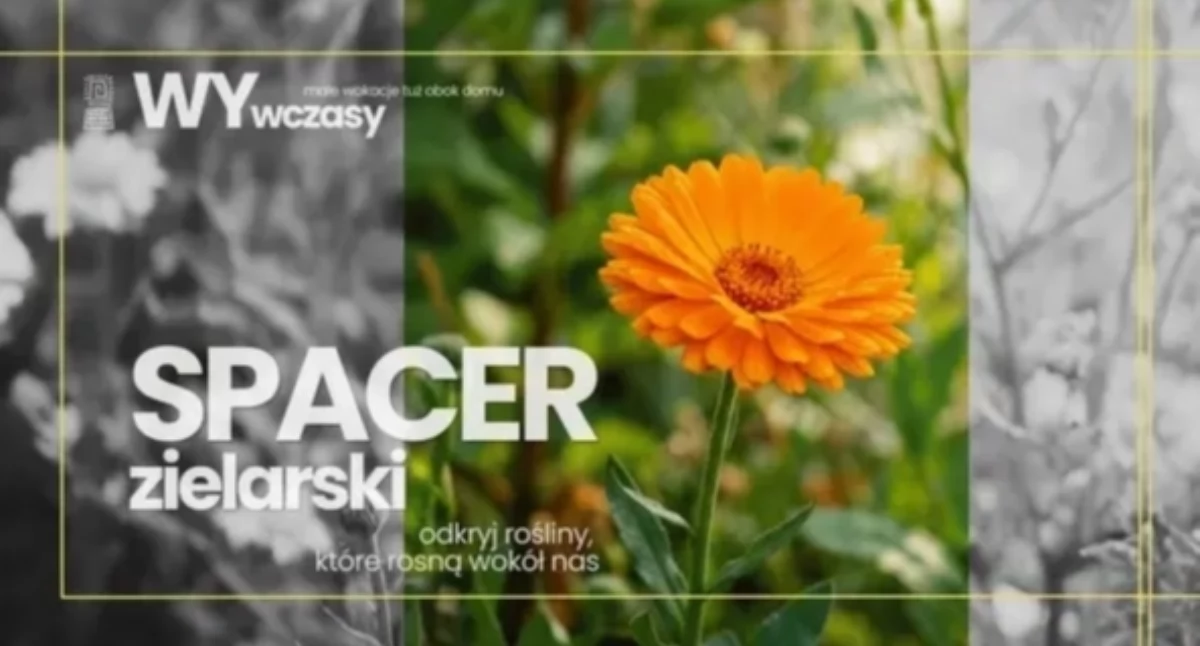 Imprezy plenerowe, RAZEM SPACER ZIELARSKI Pradze Południe Warto poczekać! - zdjęcie, fotografia