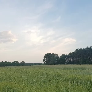 Działki Warszawa Praga Południe  - ogłoszenia Nieruchomości Warszawa Praga Południe  | iPragaPoludnie.pl