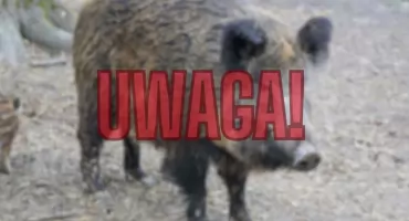 Dziki i szczury na Pradze Południe – ważne ostrzeżenie dla mieszkańców!