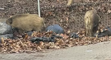 WARSZAWA ma problem z DZIKAMI. Panoszą się i na Pradze-Południe!